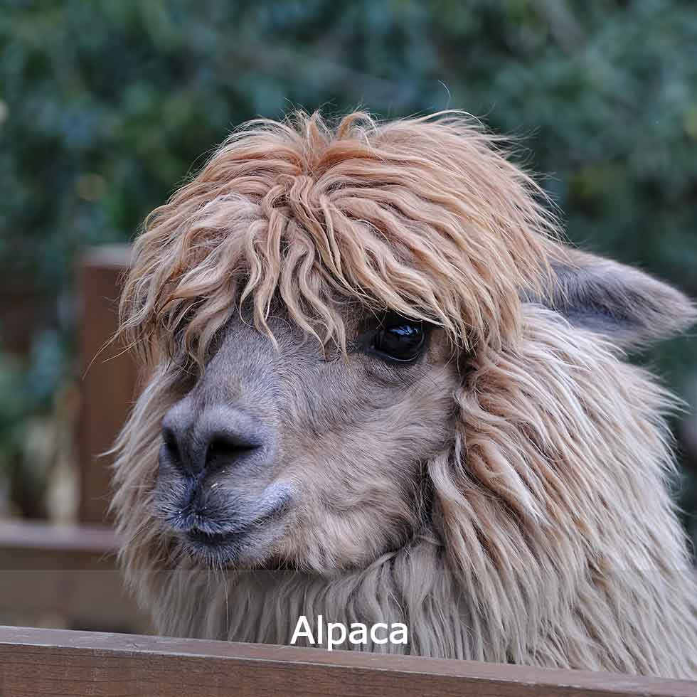 アルパカ